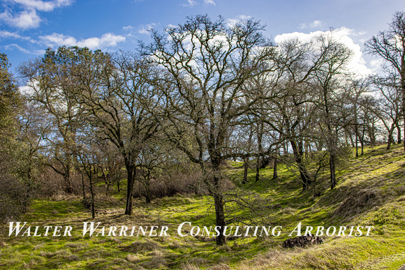 oaks_early spring