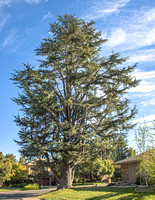 Cedrus deodara_mature form-multi trunk