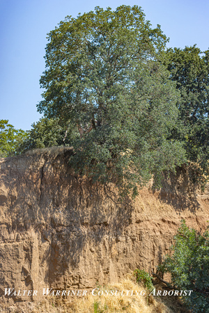 hanging oak_Fair Oaks CA_1