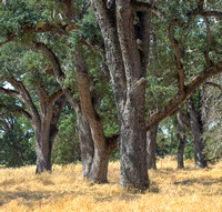 blue oaks_Willow Creek, CA