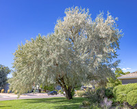 All the Beauty of Trees