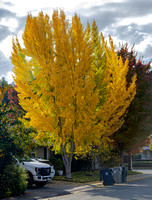 Ginkgo_Sacramento_mature_fall