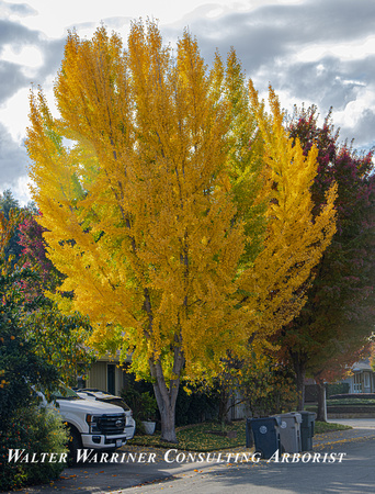 Ginkgo_Sacramento_mature_fall