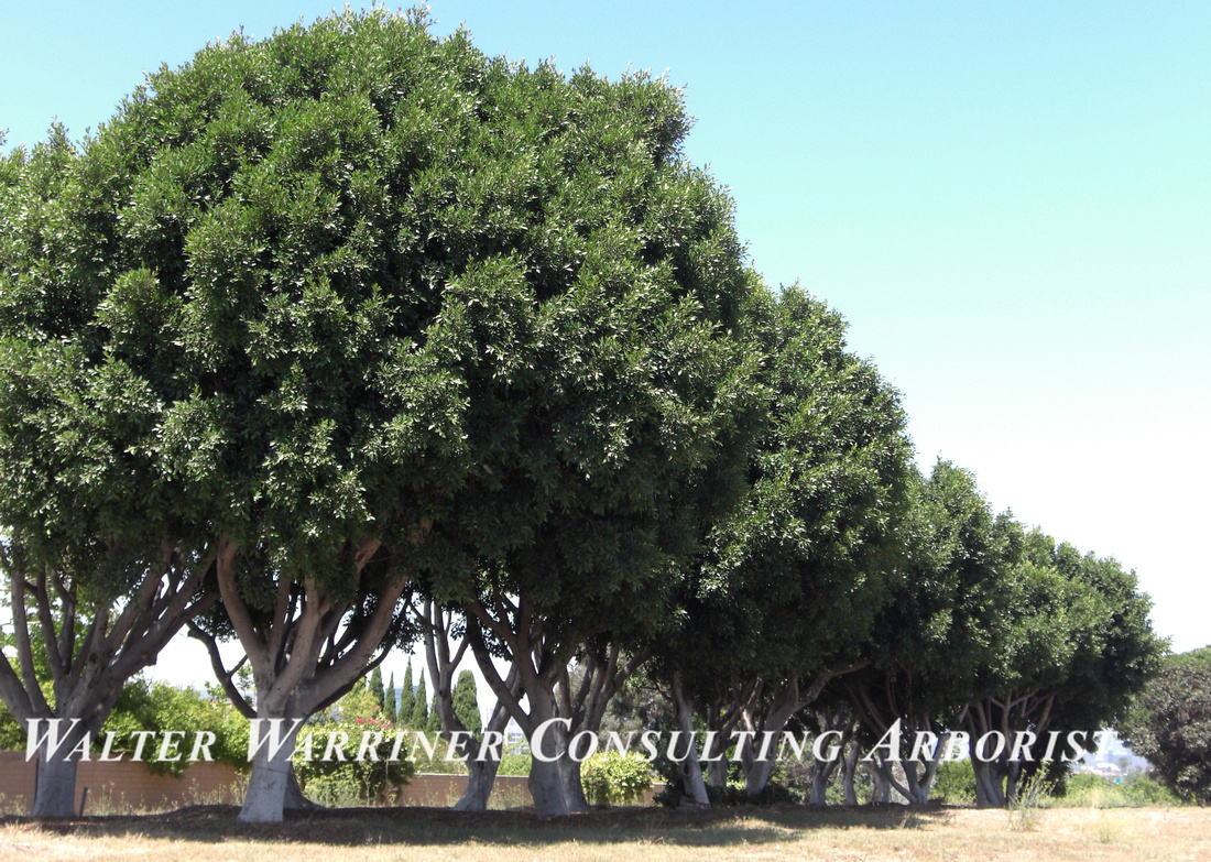 Ficus microcarpa_Santa Monica, CA