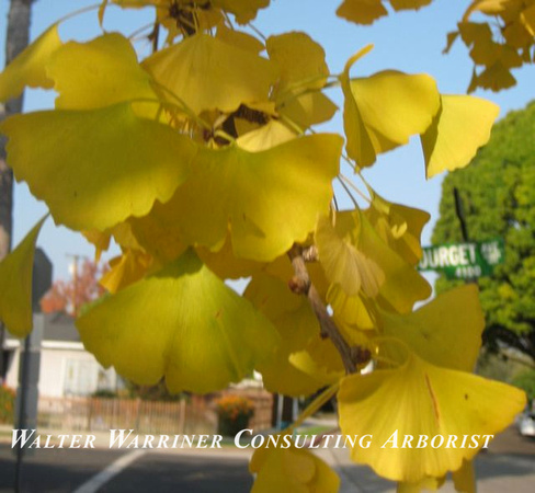 Ginkgo biloba 'Autumn Gold'