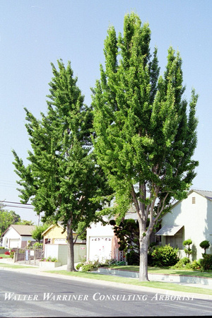 Ginkgo biloba