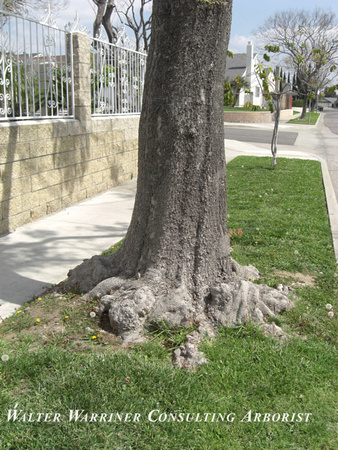 Koelrueteria bipinnata