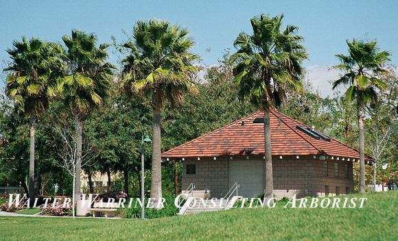 Washingtonia filifera