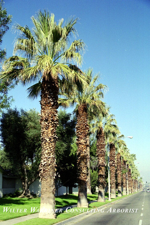 Washingtonia filifera