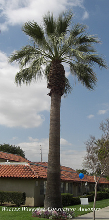 Washingtonia filifera