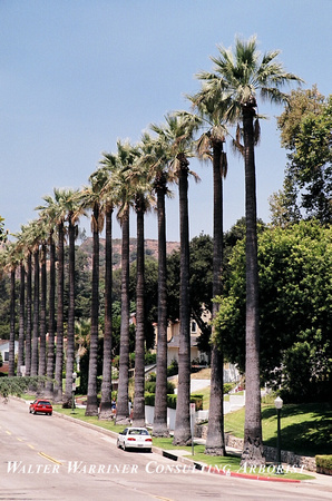 Washingtonia filifera