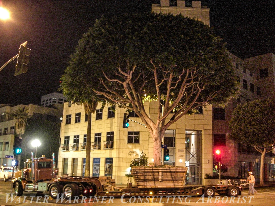 downtown ficus relocations 045