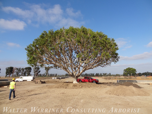 Ficus microcarpa_Irvine, CA