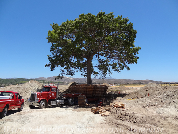 Ceiba speciosa_Irvine, CA