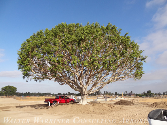 Ficus microcarpa_Irvine, CA