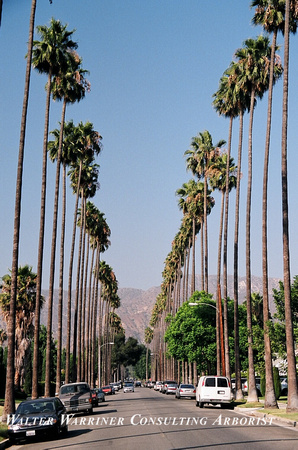 Washingtonia robusta