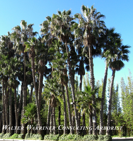 Washingtonia robusta