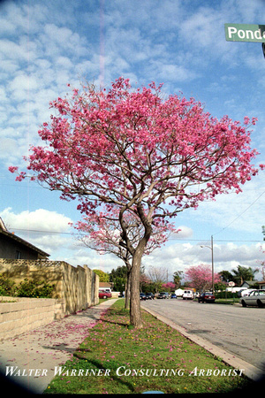 Tabebuia ipe