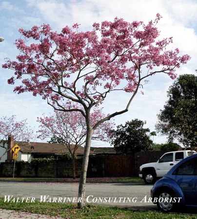 Tabebuia ipe