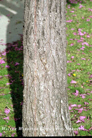 Tabebuia ipe