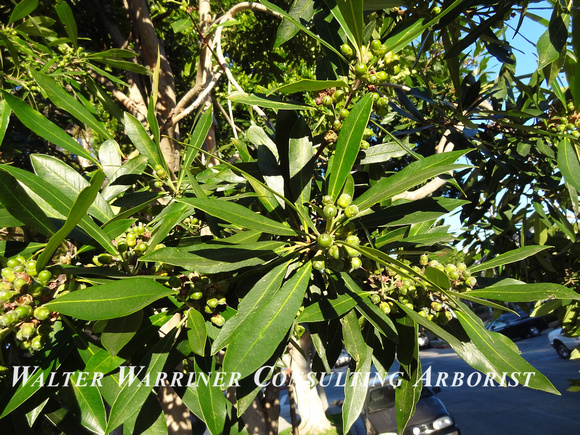 Tristaniopsis laurina