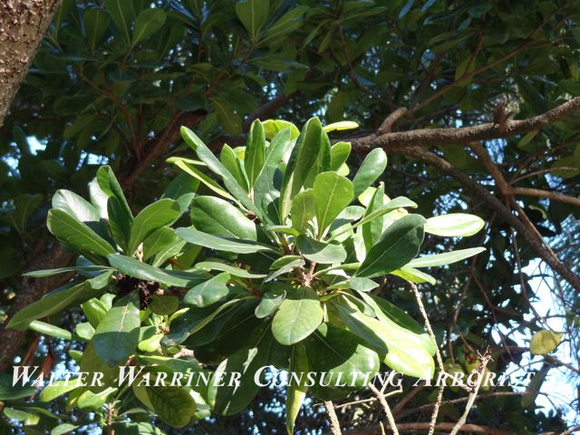 Pittosporum undulatum