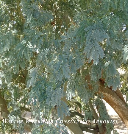 Prosopis velutina