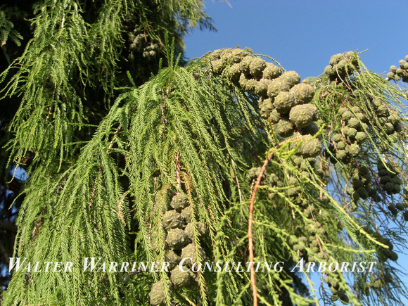 Taxodium macronatum