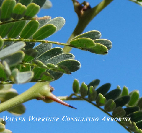 Prosopis velutina