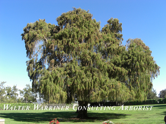 Taxodium macronatum