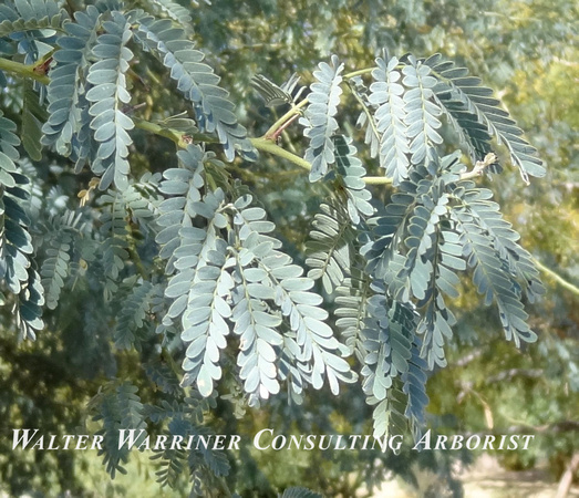 Prosopis velutina