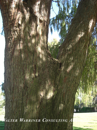 Taxodium macronatum