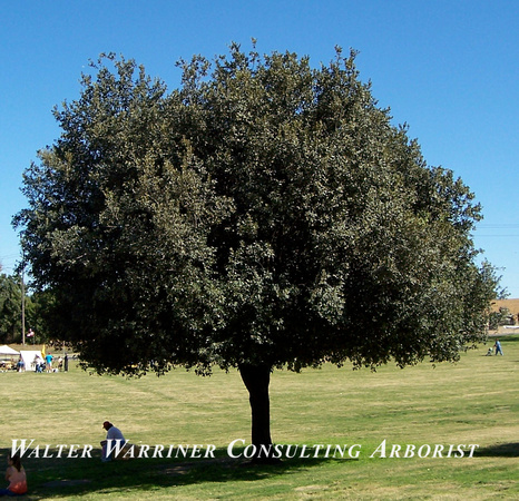 Quercus ilex