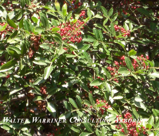 Schinus terebinthefolius