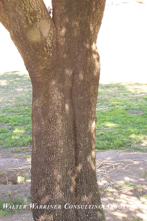 Quercus ilex