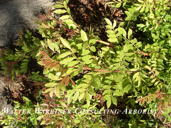 Schinus terebinthefolius