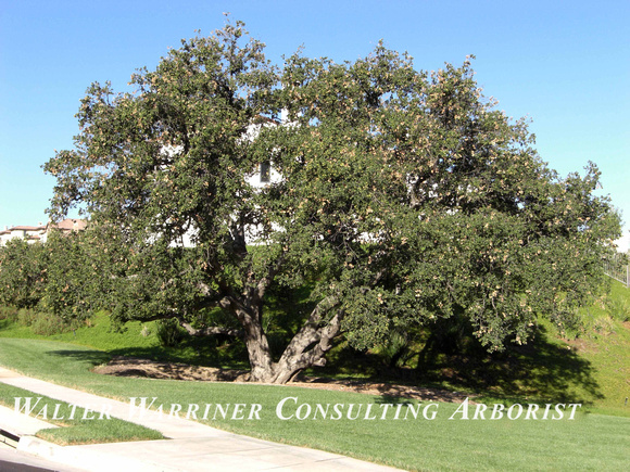 Quercus agrifolia