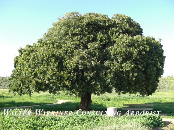 Schinus terebinthefolius