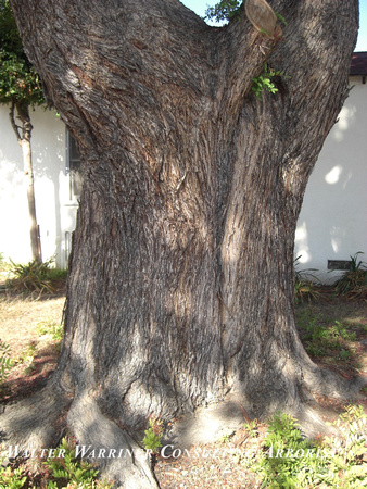 Schinus terebinthefolius