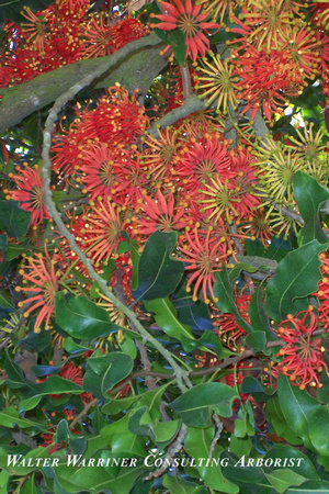 Stenocarpus sinuatus