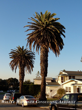 Phoenix canariensis