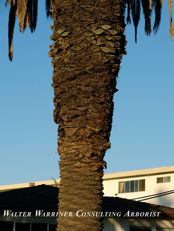 Phoenix canariensis