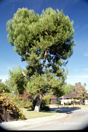 Pinus halepensis