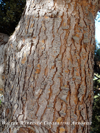 Pinus halepensis