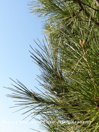 Pinus halepensis