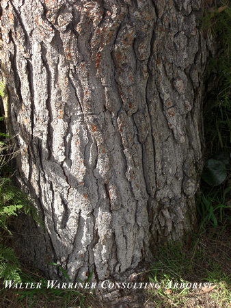 Pinus halepensis