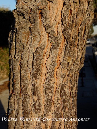 Pinus elderica