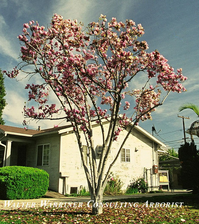 Magnolia soulangiana