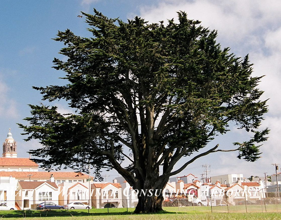 Cupressus macrocarpa