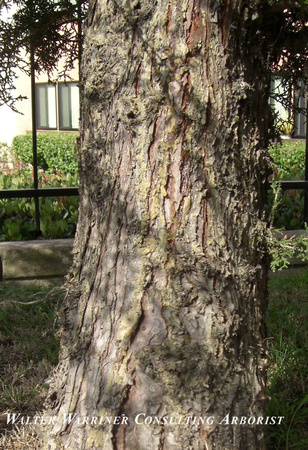 Cupressus macrocarpa